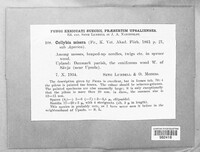 Image of Tephrocybe misera